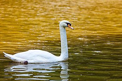 模拟建造游戏《二战重建者》在Steam发售 支持中文